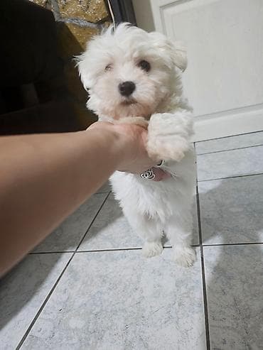 Pet Equipment & Accessories: Na prodaju premeden maltezer stene, starosti 2 meseca. Jako razigran — 7