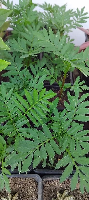 folija za bale 500: Sadnice kadifice (Tagetes) - Vrsta: jednogodišnja ukrasna i korisna — 3