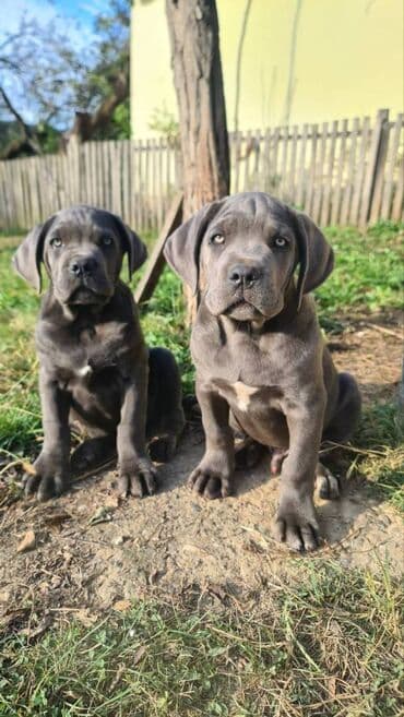 Psi: Prodajemo štence CANE CORSO vhunskog izložbenog kvaliteta sa — 3