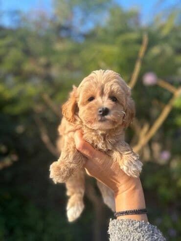 kupujem prodajem maltezere: Maltipoo vrhunske genetike u registrovanoj odgaivacnici Bahu Djokovic — 4