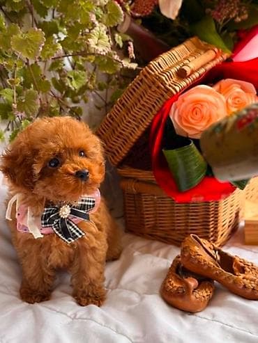 Pets & Animals: U ponudi prelepi štenci toy i patuljaste pudle,od negovanih i zdravih — 3