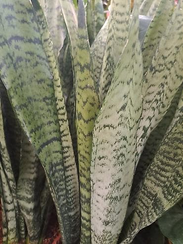 papagaj biljka: Sanseverije, velike, kvalitetne biljke, Sanseverije sa prve tri slike — 6