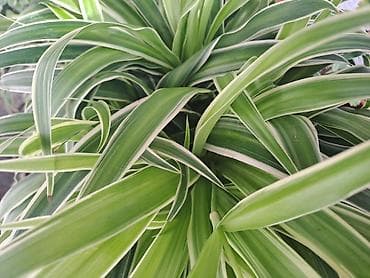 čep sa slavinom: Chlorophytum sa prve slike je 100, druge 300, trece 500 dinara — 4