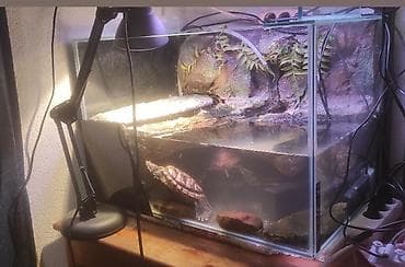 pekinezer na poklon: Akvaterarijum za kornjače sa uređenim kopneno‑vodenim delom - — 2
