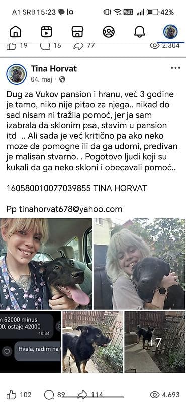 italijanski pas za tartufe: Udomljavanje psa – mladi mužjak mešanac, srednjeg rasta - Starost — 1