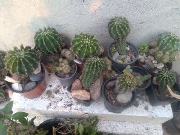 forma ideale ormari za sobu: Kaktusi — 1