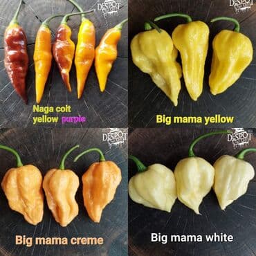 za dvoriste: 🌶Seme najljućih i egzotičnih čili papričica🌶 Za kupljenih pet — 20