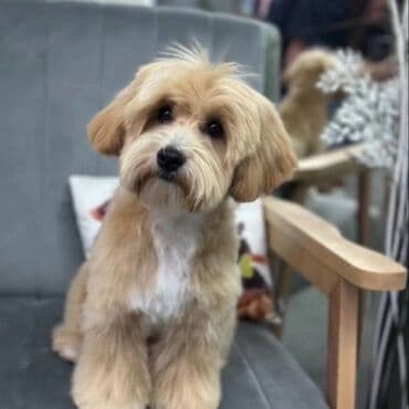 polovne kucice za pse: Maltipoo kucici savrsenog izgleda i genetike FCI 7493 posetite nase — 9