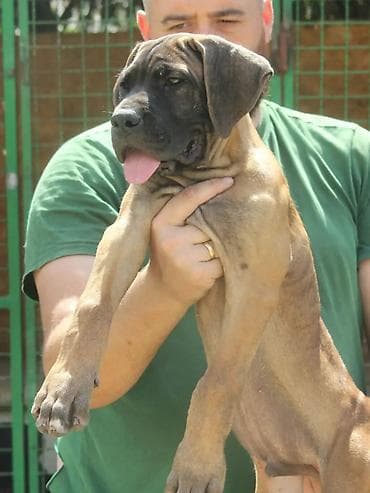 Dogs: Cane Corso štenci U ponudi veoma perspektivni štenci iz različitih — 6