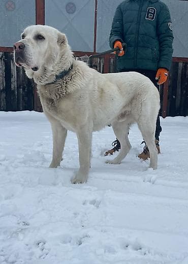 stenci azijata: Na prodaju ženka azijata (srednjeaziski ovčar) Stara 6. Nedelja — 5