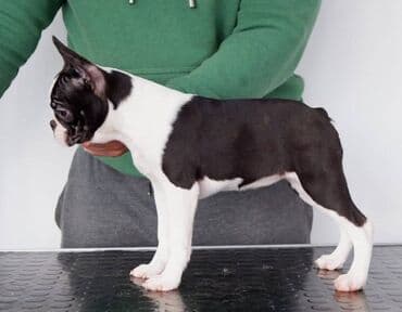 dzek rasel stene: Boston Terrier Srcky's kennel oglasava visokokvalitetno zensko stene — 2