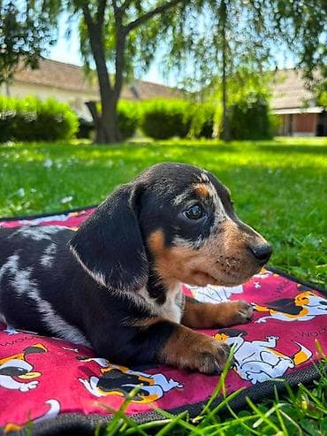 maltipoo na poklon: Merle jazavičar štenci Na prodaju štenci merle jazavičar, oštenjeni — 3