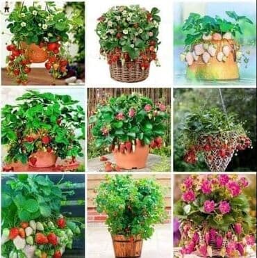 seme jagode cena: Saksijske jagode Cena:650din/200 semenki Ljubitelji jagoda koji nemaju — 5