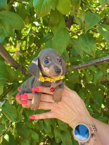 egzoticne ptice prodaja: Odgajivacnica pasa "Happy Puppies" ima u ponudi patuljaste jazavicare — 10