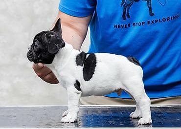 plavi francuski buldog cena: VRHUNSKI FRANCUSKI BULDOZI-Rezervacije u toku.Iz odgajivačnice — 6