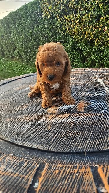 cavapoo stenci: Dostupni štenci aprikot mini i crvene toy pudle 🐩 Od veoma — 4