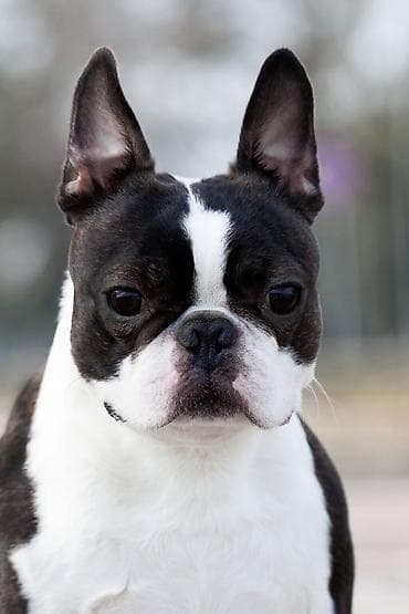 sibirski haski beba: Boston terrier mužjak slobodan za parenje — 1