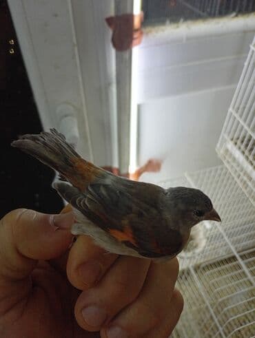 Ptice: Vrsta: venecuelske cajzle Opis: - Ukrasni ptice intenzivnog — 7