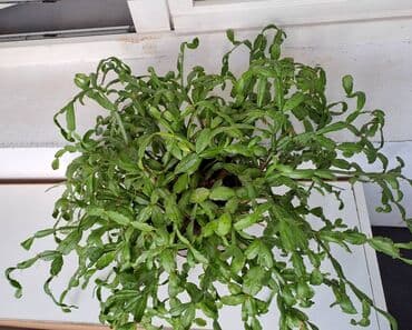 fenjer na petrolej: Božićni kaktus, Slumbergera (Schlumbergera hibridi) poznat je i pod — 3