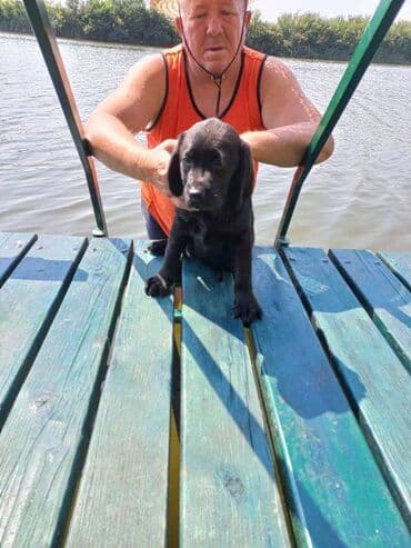 pudlice na prodaju: Labrador štenci na prodaju u crnoj boji, oba pola u ponudi. Štenci su — 10
