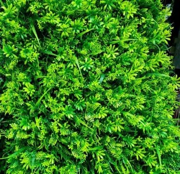 pistolj za eksere na struju cena: Vestacko zelenilo, paneli i dodaci za ukrasavanje prostora, kuce — 1