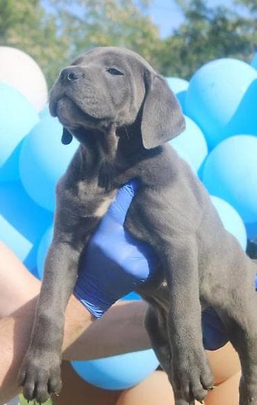 kućice za pse beograd: Cane Corso štenci U ponudi veoma perspektivni štenci iz različitih — 5