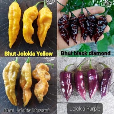 za dvoriste: 🌶Seme najljućih i egzotičnih čili papričica🌶 Za kupljenih pet — 15