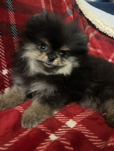 Psi: Pomeranac Boo unikatni muzjak black and tan boje,star 2.5