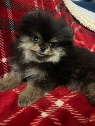 american bully psi: Pomeranac Boo unikatni muzjak black and tan boje,star 2.5 — 1