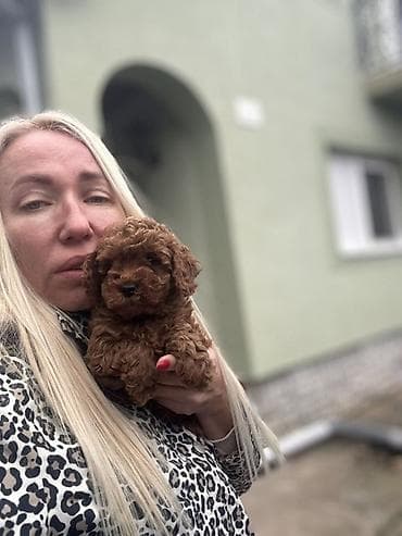 Psi: Stenci toy i mini pudle vrhunske genetike registrovana odgaivacnica — 6