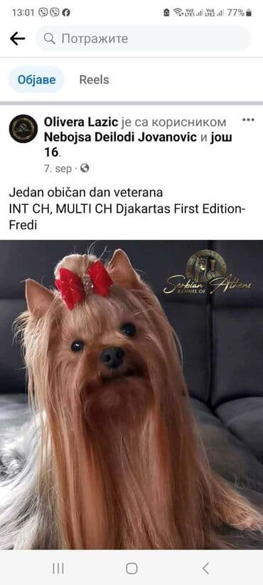 Psi: Prelepi štenci jorkšir terijera sa šampionskim poreklom na prodaju — 6
