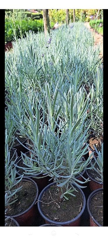 sadnice hrasta cena: Lovor višnja – sadnice u saksiji - Zimzelene sadnice Prunus — 5