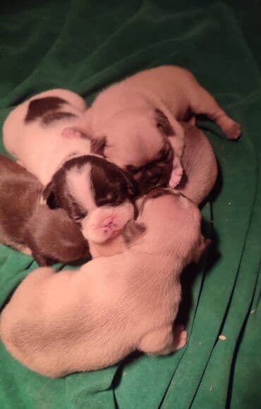 štenci šarplaninca: Francuski buldog štenci exotic, plavi, klasik i fluffy veseli — 6