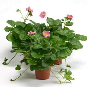 seme jagode cena: Saksijske jagode Cena:650din/200 semenki Ljubitelji jagoda koji nemaju — 1