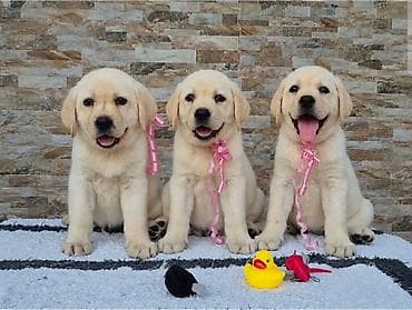 pelene za pse pepco: Labrador retriver štenci, prelepi Predstavljamo vam novu generaciju — 3