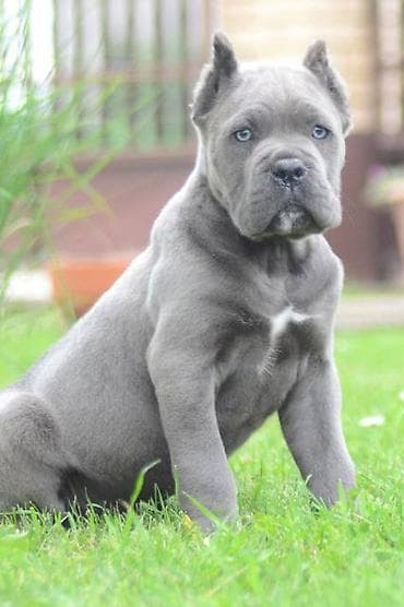 psi firma: Cane Corso, štenci vrhunskog kvaliteta Nasa odgajivačnica Vam nudi — 3