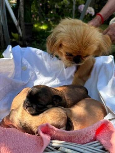 psi pomeranci na poklon: Pekinezer štenci Na prodaju pekinezeri, stari 20 dana. Ima 7 ženki i — 18