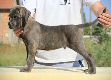 Psi: Cane Corso štenci dostupni za rezervaciju! U ponudi imamo tri — 9