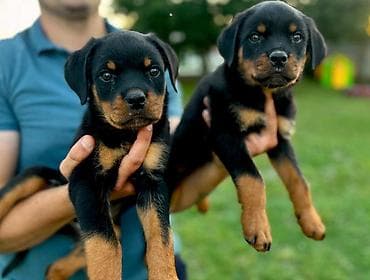 Dogs: R O T V A J L E R štenci, spremni za nove domove, oštenjeni 12. 04 — 3