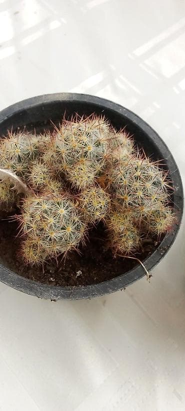 kaktus cena: Kaktusi — 7