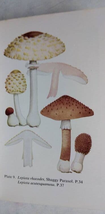 decija ilustrovana enciklopedija: Knjiga:The Observers Book of Common Fungi (O gljivama) format 15 cm — 3