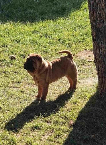 mali psi za stan: Šar Pej štenci Čistokrvni Šar Pej (Shar Pei) štenci, crvena (mahagoni) — 3