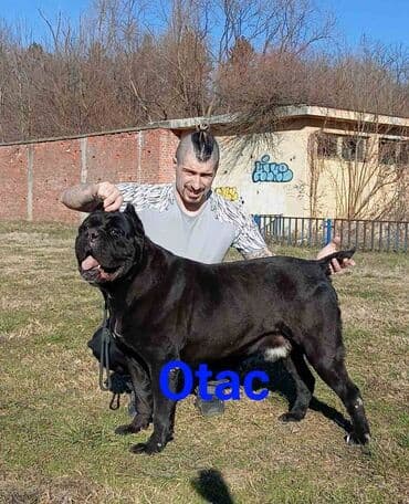 psi za dvoriste prodaja: U ponudi stenci Cane Corso kvalitetne krvne linije, odnegovani u — 7