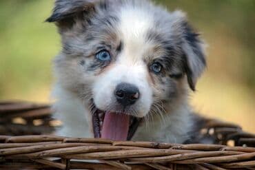 psi cene: Border koli-Border collie, štenad, crno bela i blue merle. Štenad je — 5