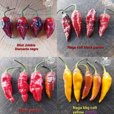 za dvoriste: 🌶Seme najljućih i egzotičnih čili papričica🌶 Za kupljenih pet — 9