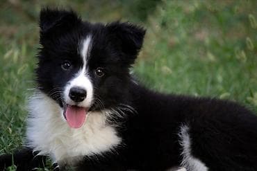 štenci šarplaninca na prodaju: Border Collie - Border koli štenad. Registrovana odgajivačnica FCI — 2