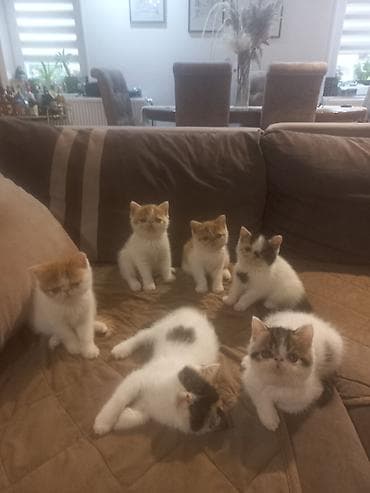psići na poklon: Na prodaju mačići persijske egzotične (Exotic Shorthair) rase. Vrlo — 10