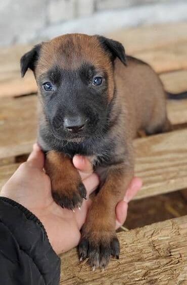 stenci labradora: Dostupni štenci belgijskog ovčara (malinoa) Pedigre 🐕‍🦺📸🦮 Roditelji — 5