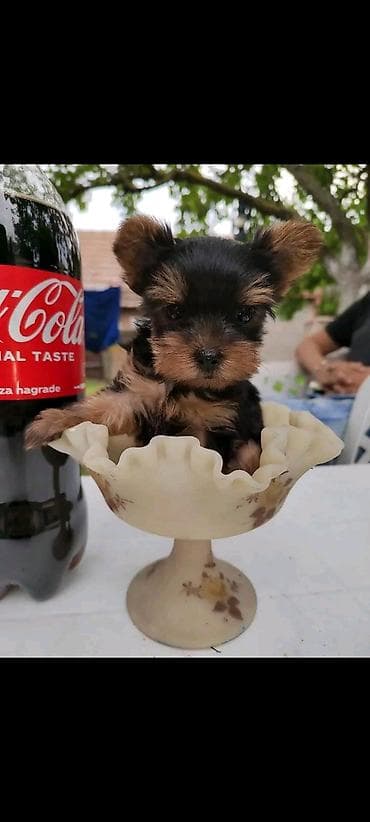 meso za pse prodaja: Jorkšir terijer – štenci iz kućnog legla majka ima kilo i po otac 980 — 6
