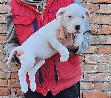 Ptice: Odgajivacnica Life energy by Gile u ponudi ima muzjaka i zenku Dogo — 2